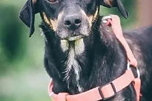 Lola - urocza, młodziutka sunia w typie GOŃCZEGO -