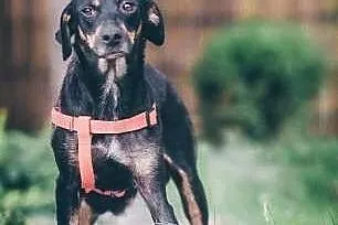 Lola - urocza, młodziutka sunia w typie GOŃCZEGO -