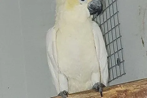 Kakadu Zółtolica SAMICA 2 lata lub kupie samca w p, Warka