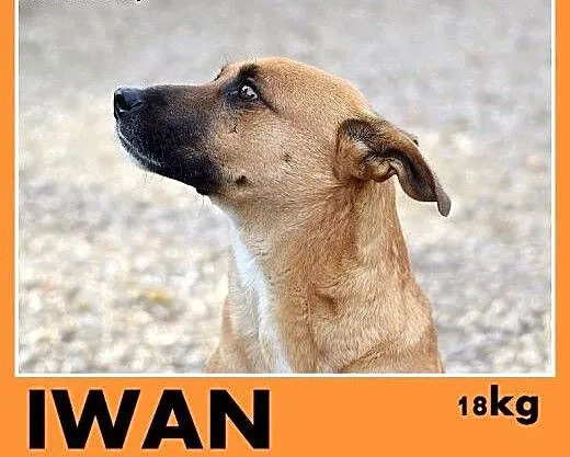 18kg,młody,rok,łagodny,towarzyski pies IWAN.Adopcj