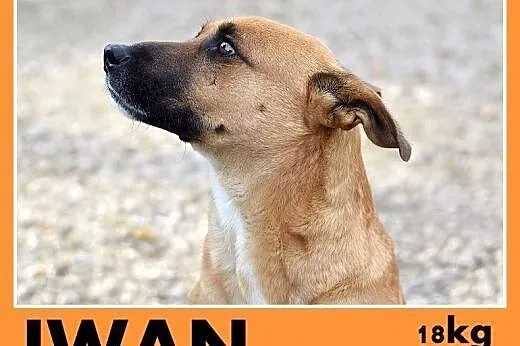 18kg,młody,rok,łagodny,towarzyski pies IWAN.Adopcj