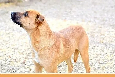 18kg,młody,rok,łagodny,towarzyski pies IWAN.Adopcj
