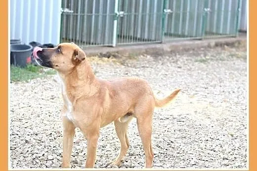 18kg,młody,rok,łagodny,towarzyski pies IWAN.Adopcj