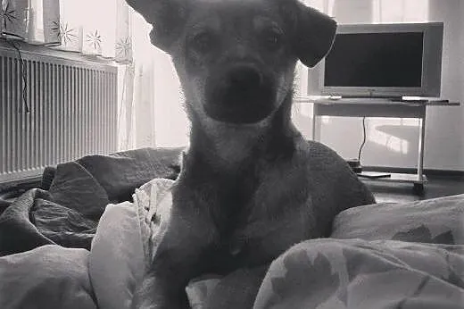 Sonia i Pienio - dwa maluchy pilnie szukają domu, 