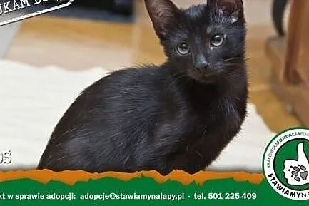 Leoś. Fundacja Stawiamy Na Łapy, małopolskie Kraków