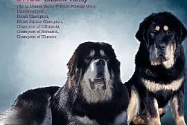 Mastif Tybetański - mamy szczeniaki, Olsztyn