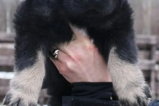 Mastif Tybetański - mamy szczeniaki, Olsztyn