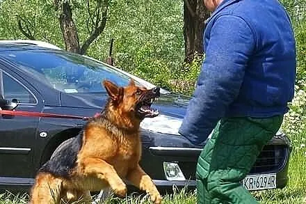 Tresura-szkolenie psow-malopolska i slask