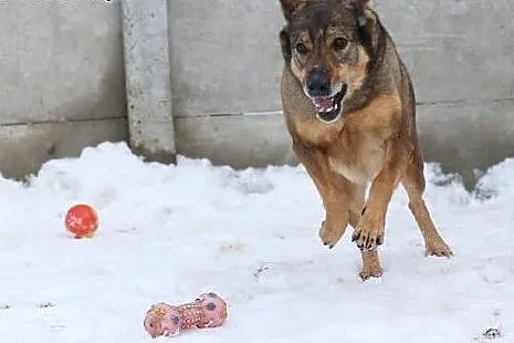 6 letni TOBI szuka domku, takiego na zawsze