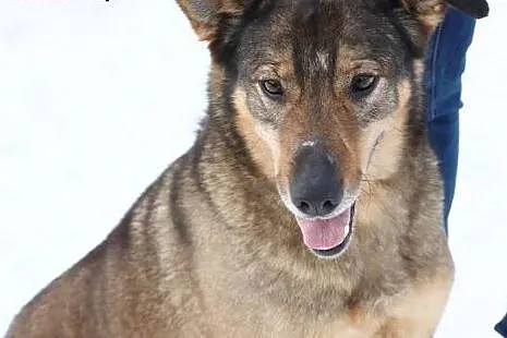 6 letni TOBI szuka domku, takiego na zawsze