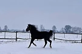 Sprzedam wałacha