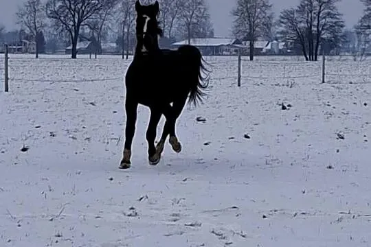 Sprzedam wałacha, Lubelskie, Jabłoń