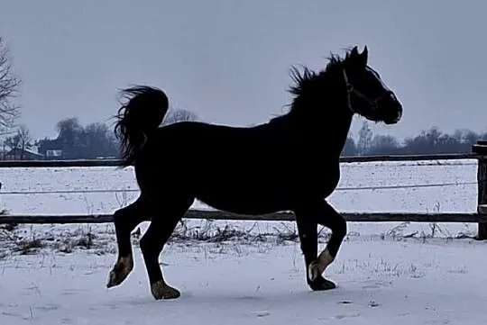Sprzedam wałacha, Lubelskie, Jabłoń