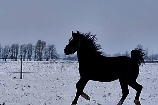 Sprzedam wałacha, Lubelskie, Jabłoń
