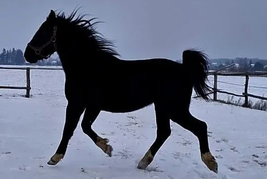 Sprzedam wałacha, Lubelskie, Jabłoń