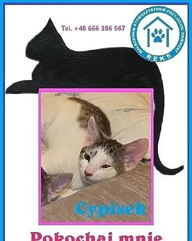Piękne koty do adopcji - POKOCHAJ - adoptuj!