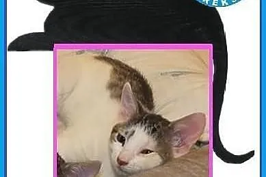 Piękne koty do adopcji - POKOCHAJ - adoptuj!