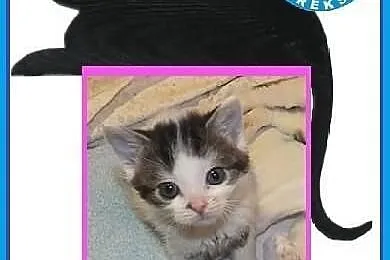 Piękne koty do adopcji - POKOCHAJ - adoptuj!