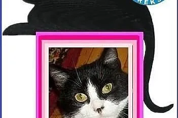 Piękne koty do adopcji - POKOCHAJ - adoptuj!