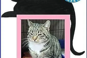 Piękne koty do adopcji - POKOCHAJ - adoptuj!