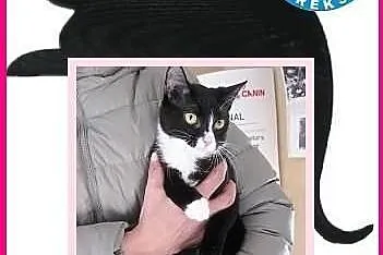 Piękne koty do adopcji - POKOCHAJ - adoptuj!