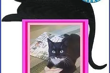 Piękne koty do adopcji - POKOCHAJ - adoptuj!