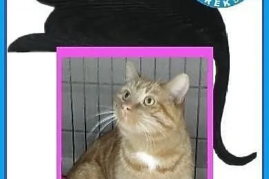 Piękne koty do adopcji - POKOCHAJ - adoptuj!