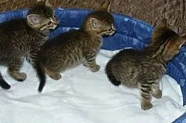 Miauczykotek - maleńkie kociaki czekają na dobre d, Pabianice