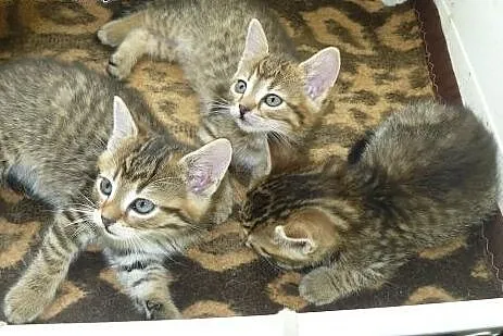 Miauczykotek - maleńkie kociaki czekają na dobre d