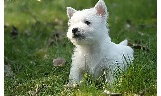 Śliczne szczenięta rasy West White Terrier!, wiel