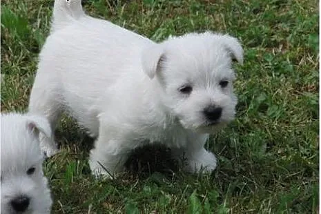 Śliczne szczenięta rasy West White Terrier!,  wiel