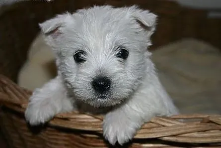 Śliczne szczenięta rasy West White Terrier!,  wiel