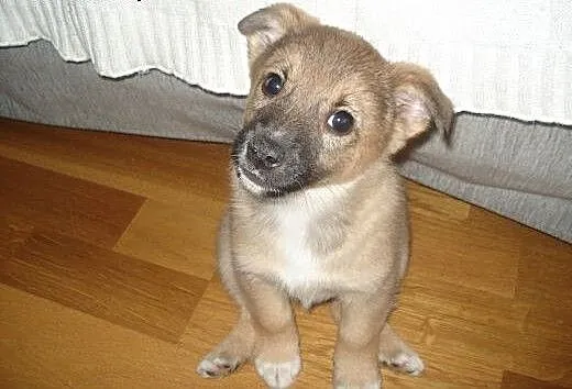 Cin Cin - wesoły, sprytny szczeniak - do adopcji ,