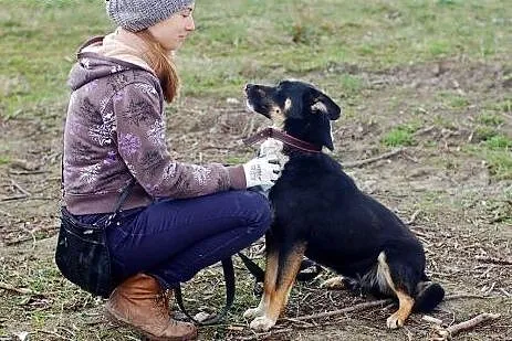 Haker szuka domu ,  wielkopolskie Poznań