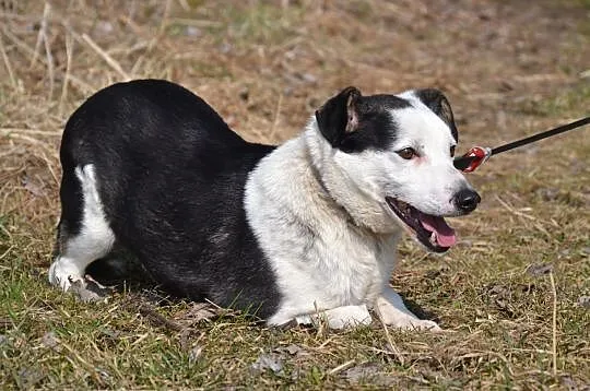 Gryfinek-drobny prześmieszny delikatny wesołek pilnie szuka domu!, , Wrocław