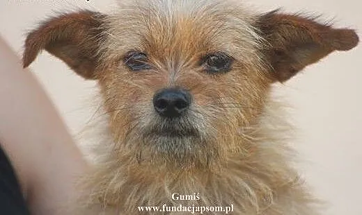 Gumiś- ten maluch szuka domku, mazowieckie Nowy D