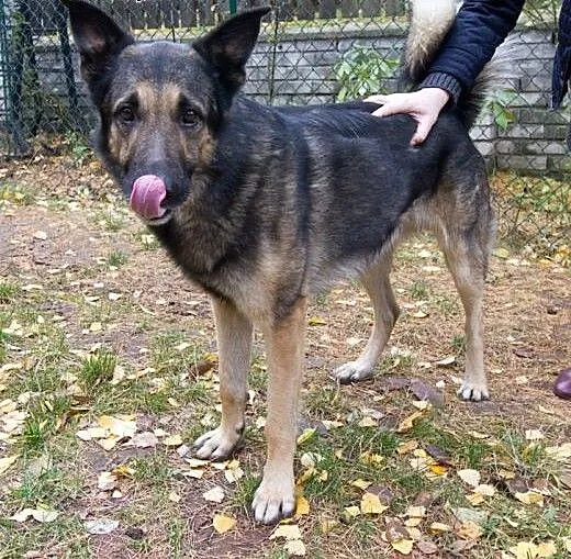4.5 letni wilczek szuka domu, mazowieckie Warszaw