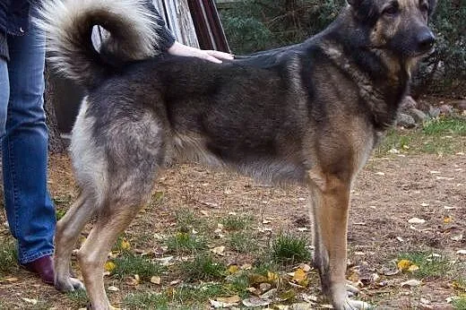 4.5 letni wilczek szuka domu,  mazowieckie Warszaw
