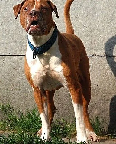 Piter wesoły, zrównoważony pit bull red nose ADOP