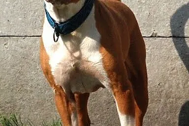 Piter wesoły, zrównoważony pit bull red nose ADOPCJA, Kundelki cała Polska