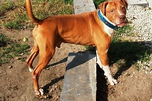 Piter wesoły,  zrównoważony pit bull red nose ADOP