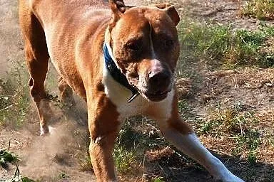 Piter wesoły,  zrównoważony pit bull red nose ADOP