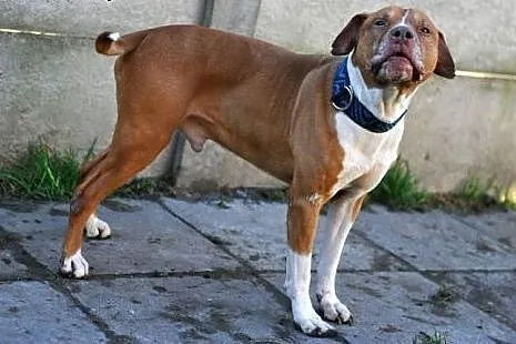 Piter wesoły,  zrównoważony pit bull red nose ADOP