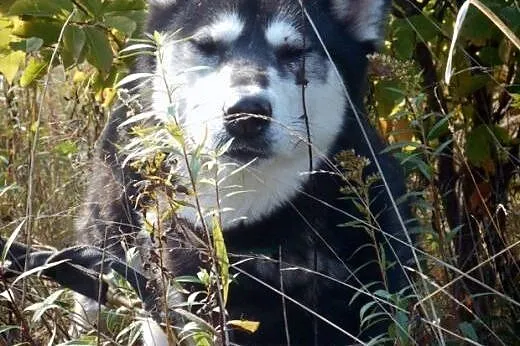 DASTY- młoda, towarzyska suczka husky do adopcji,  łódzkie Łódź