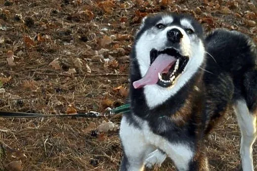 DASTY- młoda, towarzyska suczka husky do adopcji, 