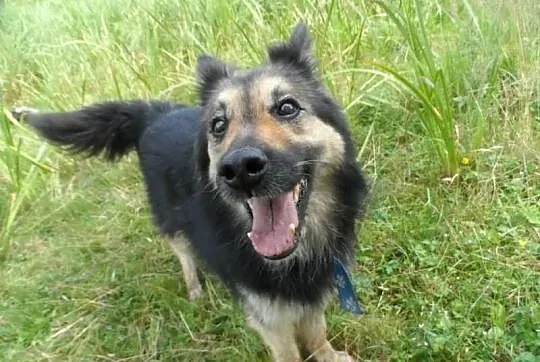 Nuka starsza łagodna sunia ADOPCJA ŁTOnZ
