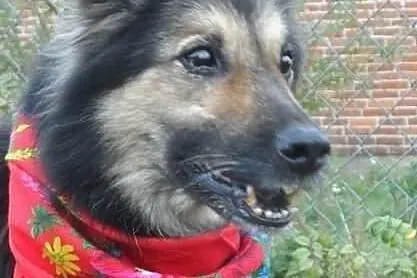 Nuka starsza łagodna sunia ADOPCJA ŁTOnZ