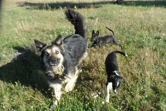 Nuka starsza łagodna sunia ADOPCJA ŁTOnZ