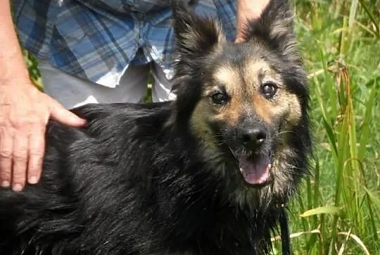 Nuka starsza łagodna sunia ADOPCJA ŁTOnZ