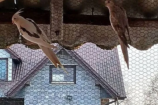 Para lęgowa nimf, Małopolskie, Ciborowice